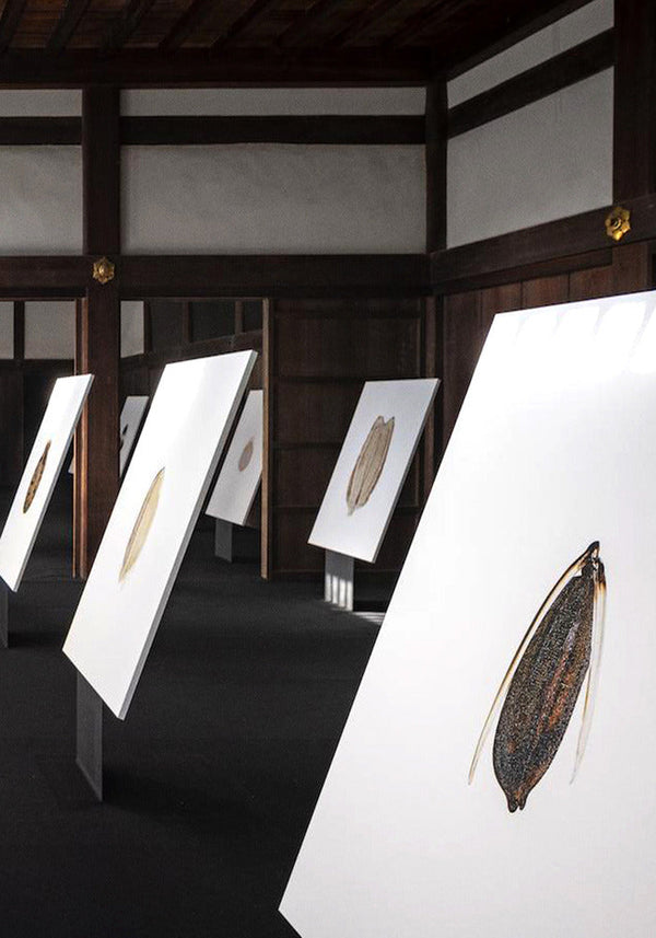 Histoires de Graines