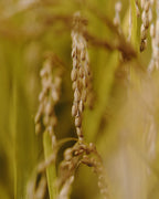 La Crème Hydratante Au Ferment De Riz