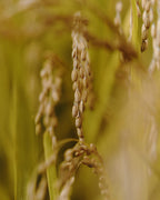 Le Savon Hydratant au Ferment de Riz